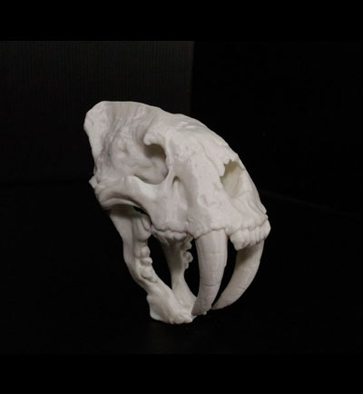 3D列印劍齒虎頭部模型